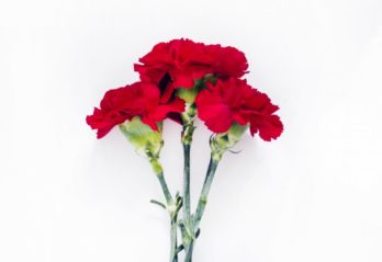 china rose palettblad