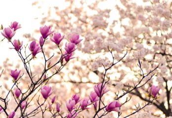 ätbara blommor