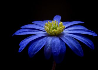 blå blommor