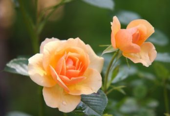 konstgjorda blommor