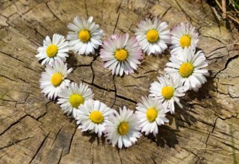 pappers blommor