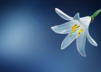 vilda blommor